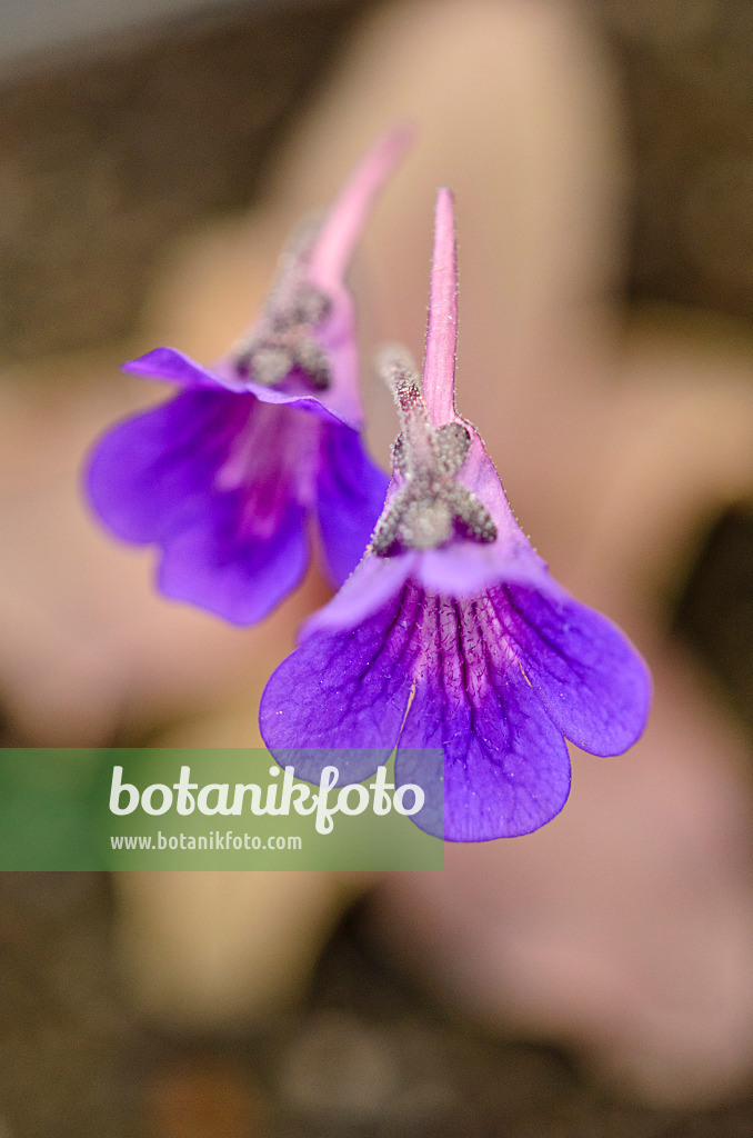 555083 - Butterwort (Pinguicula grandiflora 'Rio Ara')