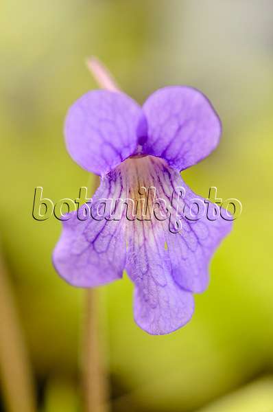 555082 - Butterwort (Pinguicula grandiflora subsp. rosea x vallisneriifolia)