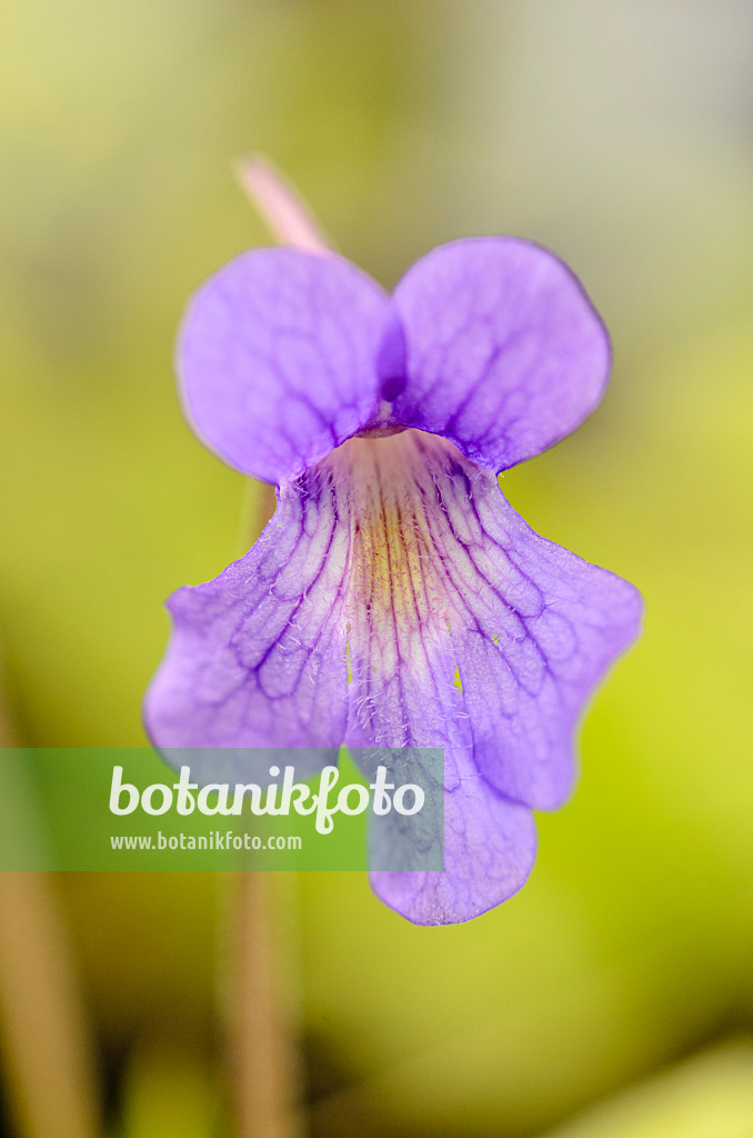 555082 - Butterwort (Pinguicula grandiflora subsp. rosea x vallisneriifolia)