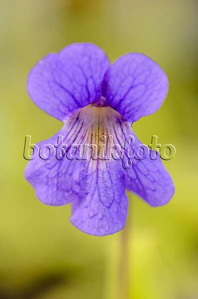 555084 - Butterwort (Pinguicula grandiflora subsp. rosea x vallisneriifolia)