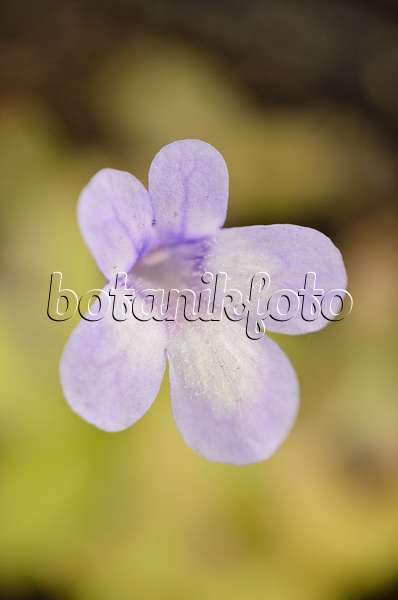 555079 - Butterwort (Pinguicula longifolia subsp. dertosensis)