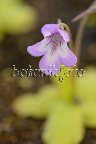 555080 - Butterwort (Pinguicula nevadensis x poldinii)
