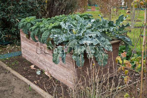 607256 - Cabbage (Brassica oleracea) in a raised bed