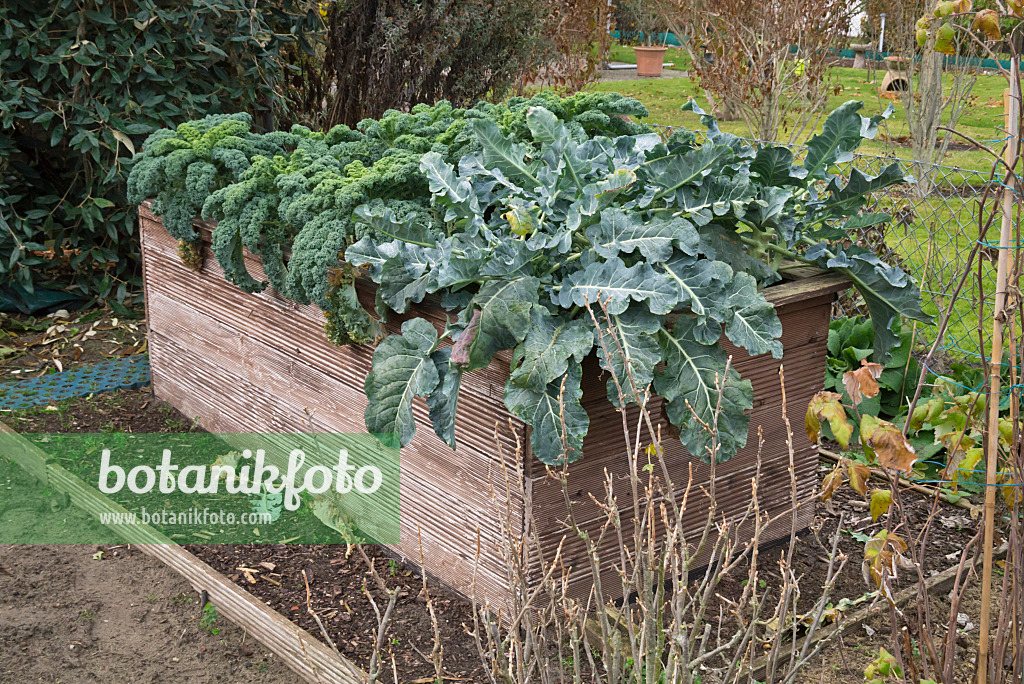 607256 - Cabbage (Brassica oleracea) in a raised bed