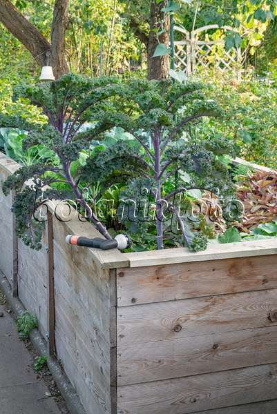 625019 - Cabbage (Brassica oleracea) in a raised bed