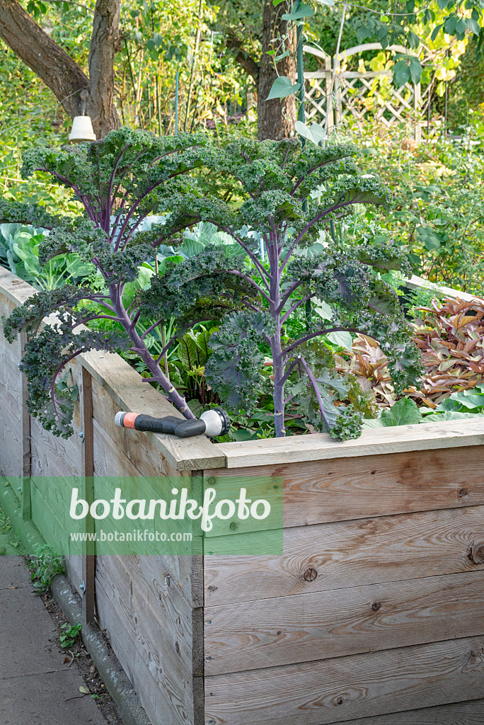 625019 - Cabbage (Brassica oleracea) in a raised bed