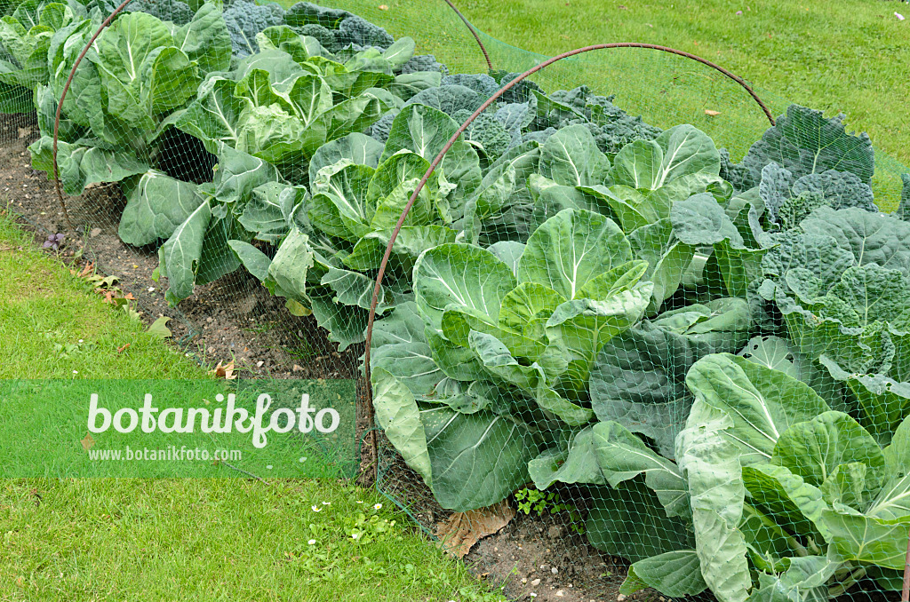 521364 - Cabbage (Brassica oleracea) with bird net