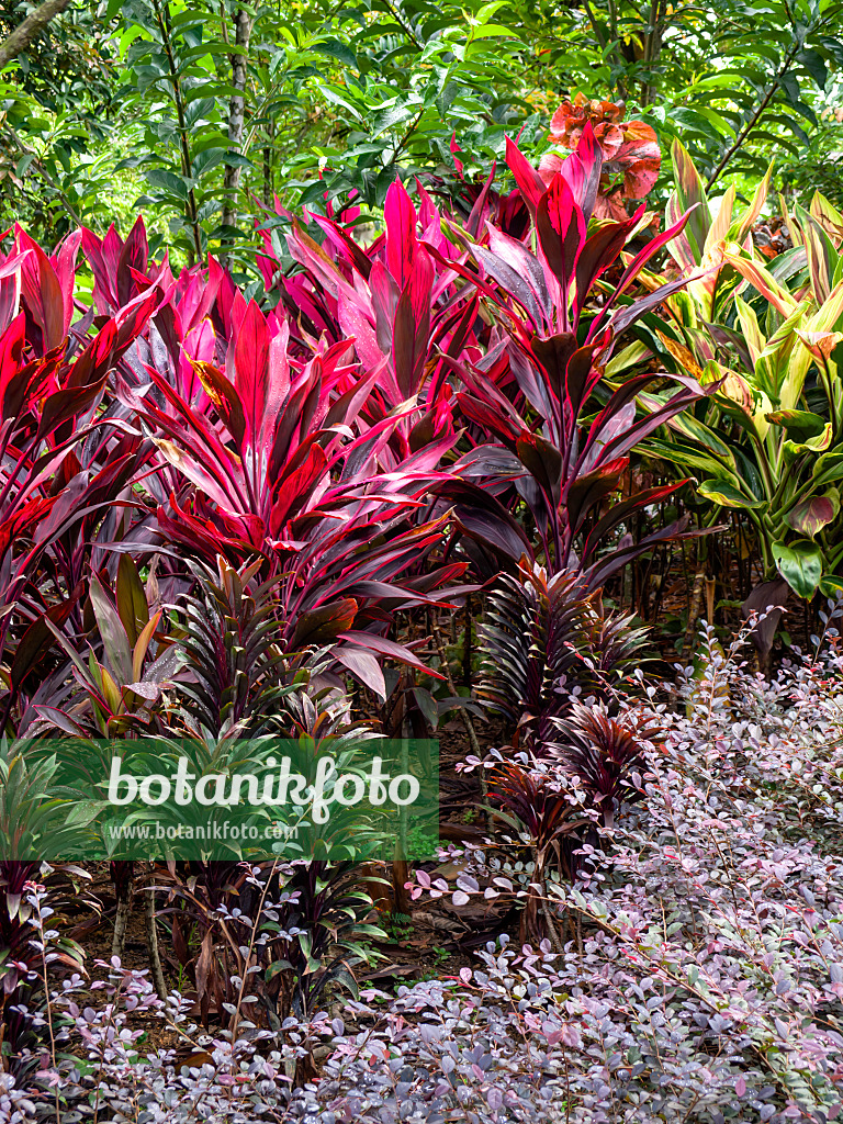 434049 - Cabbage palm (Cordyline fruticosa)