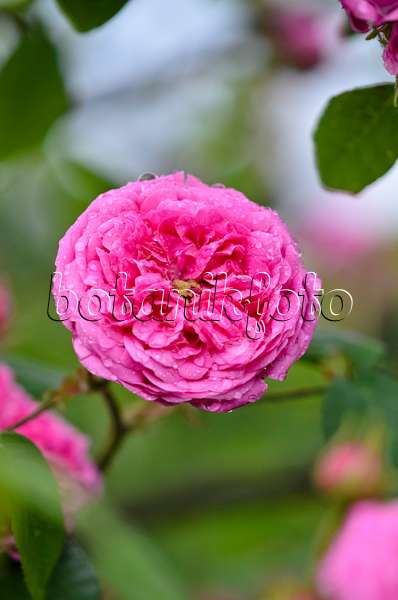 521020 - Cabbage rose (Rosa x centifolia)