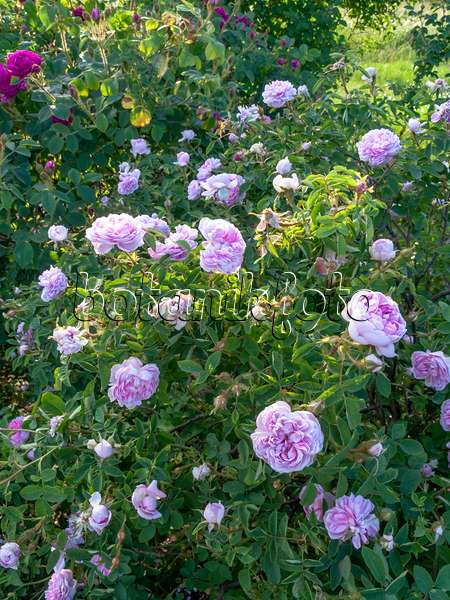 426011 - Cabbage rose (Rosa x centifolia 'Catherine de Wurttemberg')