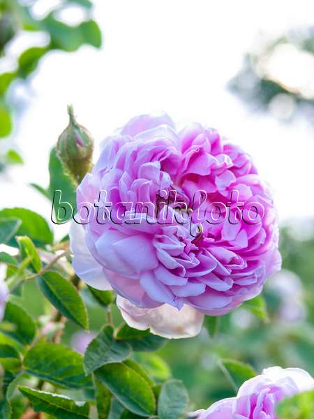 426012 - Cabbage rose (Rosa x centifolia 'Catherine de Wurttemberg')