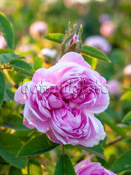 448097 - Cabbage rose (Rosa x centifolia 'Catherine de Wurttemberg')