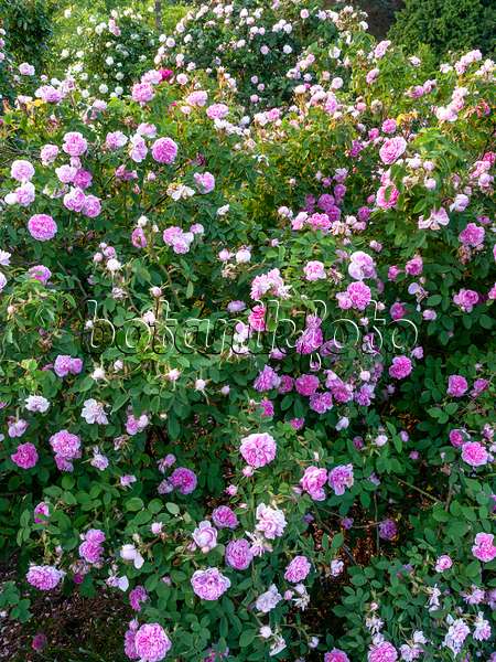 448120 - Cabbage rose (Rosa x centifolia 'Catherine de Wurttemberg')