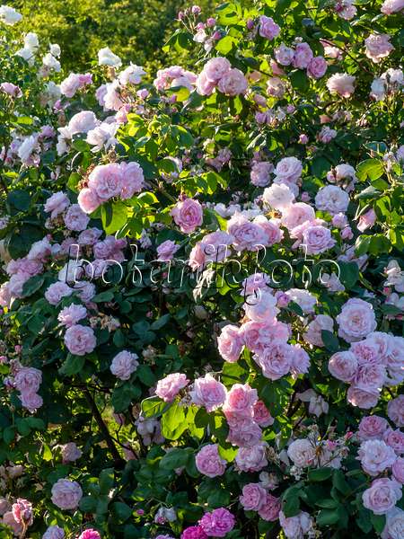 426205 - Cabbage rose (Rosa x centifolia 'Fantin-Latour')