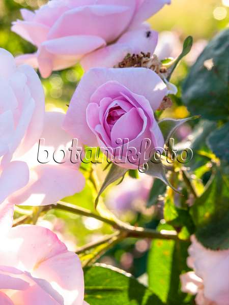 426206 - Cabbage rose (Rosa x centifolia 'Fantin-Latour')