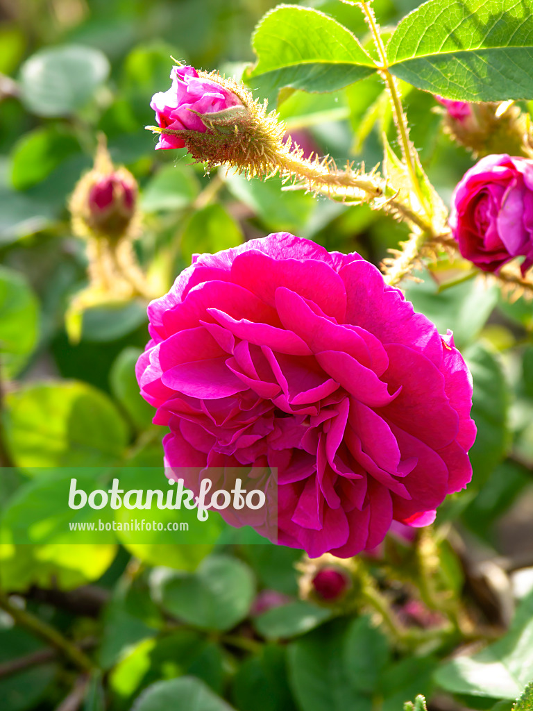 426004 - Cabbage rose (Rosa x centifolia 'Mme. William Paul')