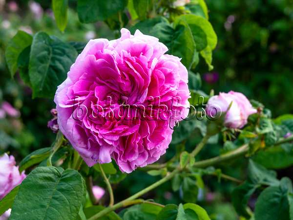 461042 - Cabbage rose (Rosa x centifolia 'Reime des Amateurs')