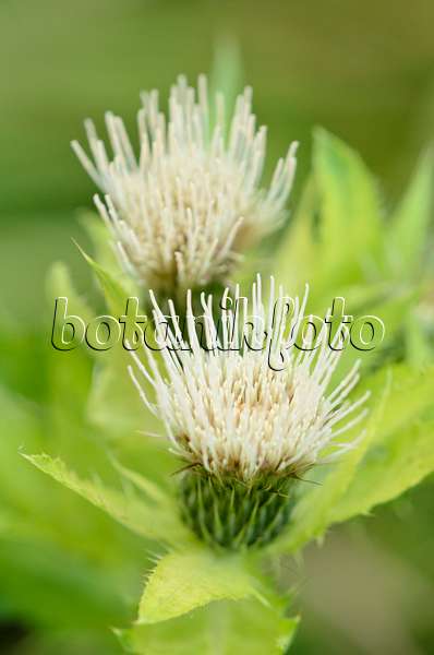 536155 - Cabbage thistle (Cirsium oleraceum)