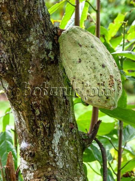 434342 - Cacao tree (Theobroma cacao)