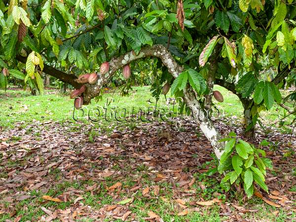 434343 - Cacao tree (Theobroma cacao)