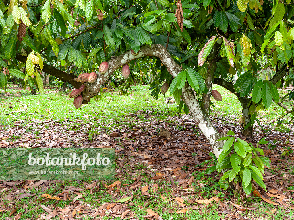 434343 - Cacao tree (Theobroma cacao)