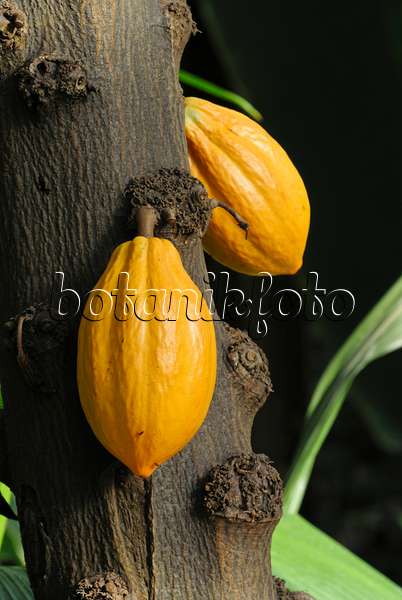 529072 - Cacao tree (Theobroma cacao)