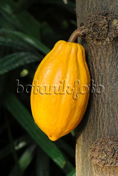 529073 - Cacao tree (Theobroma cacao)
