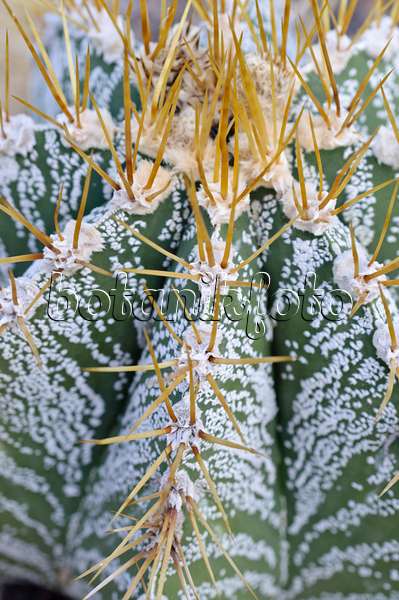 492003 - Cactus mitre d'évêque (Astrophytum ornatum)