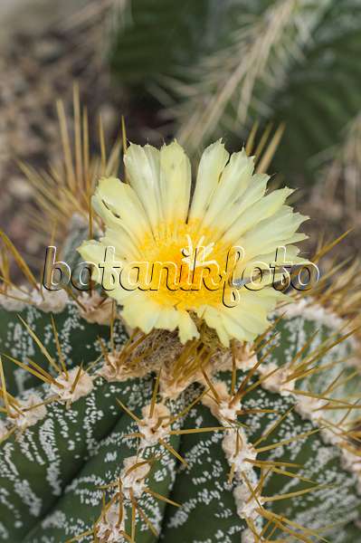 512031 - Cactus mitre d'évêque (Astrophytum ornatum)