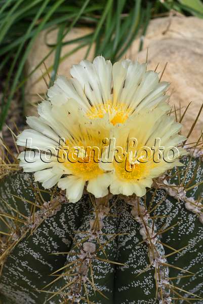 556127 - Cactus mitre d'évêque (Astrophytum ornatum)