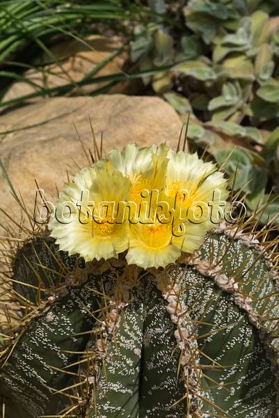 558307 - Cactus mitre d'évêque (Astrophytum ornatum)