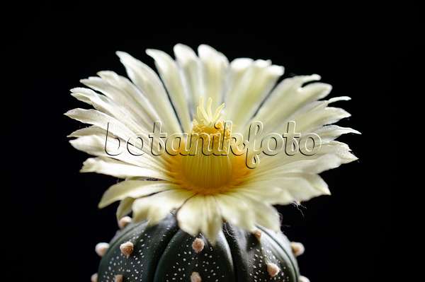 472279 - Cactus oursin (Astrophytum asterias)