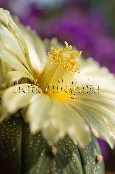 510161 - Cactus oursin (Astrophytum asterias)