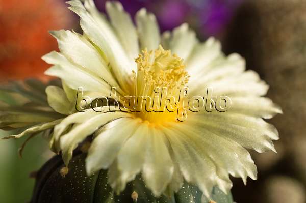 510165 - Cactus oursin (Astrophytum asterias)