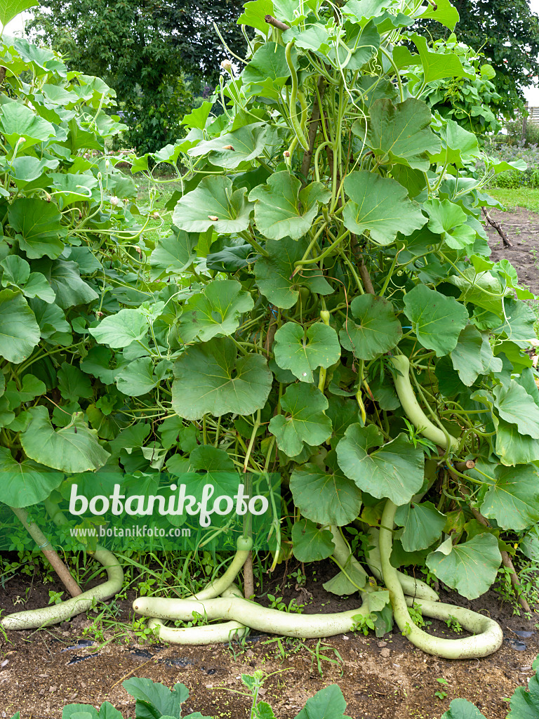 487206 - Calabash gourd (Lagenaria siceraria)