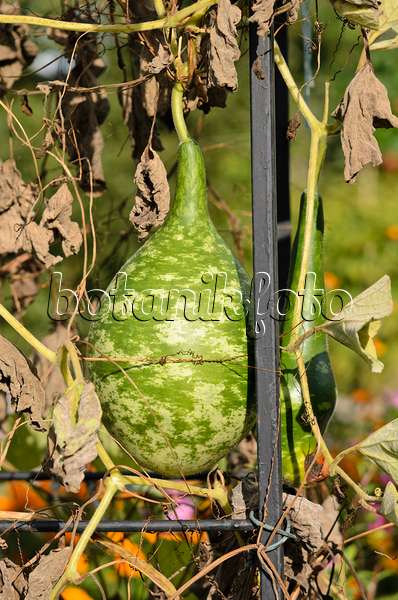 524143 - Calabash gourd (Lagenaria siceraria)