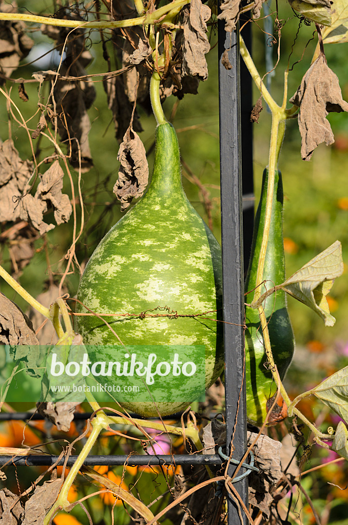 524143 - Calabash gourd (Lagenaria siceraria)