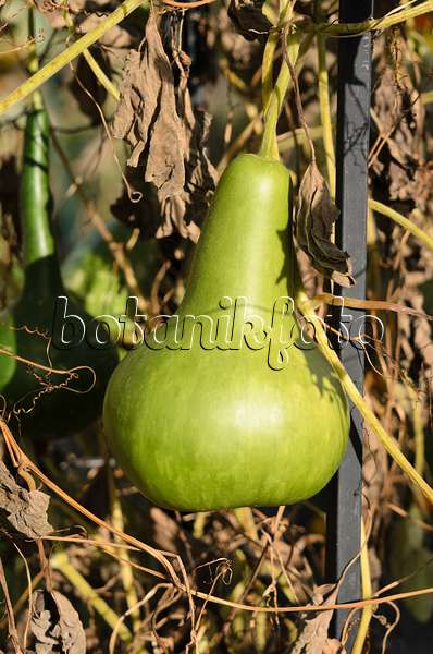 524144 - Calabash gourd (Lagenaria siceraria)