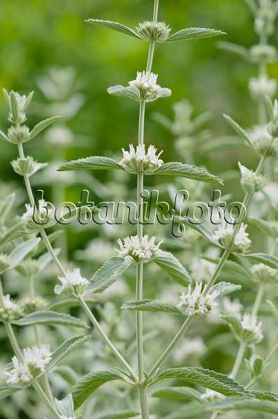 521522 - Calament des bois (Clinopodium menthifolium subsp. menthifolium syn. Calamintha sylvatica)