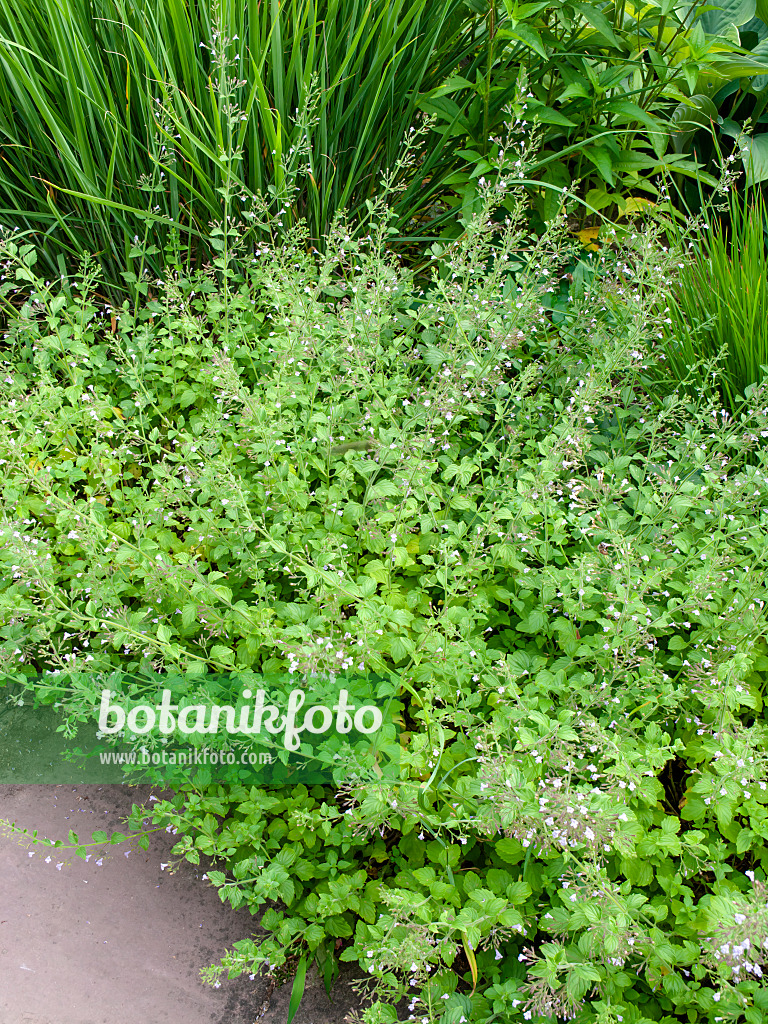 462061 - Calament faux népéta (Calamintha nepeta 'Blue Cloud')