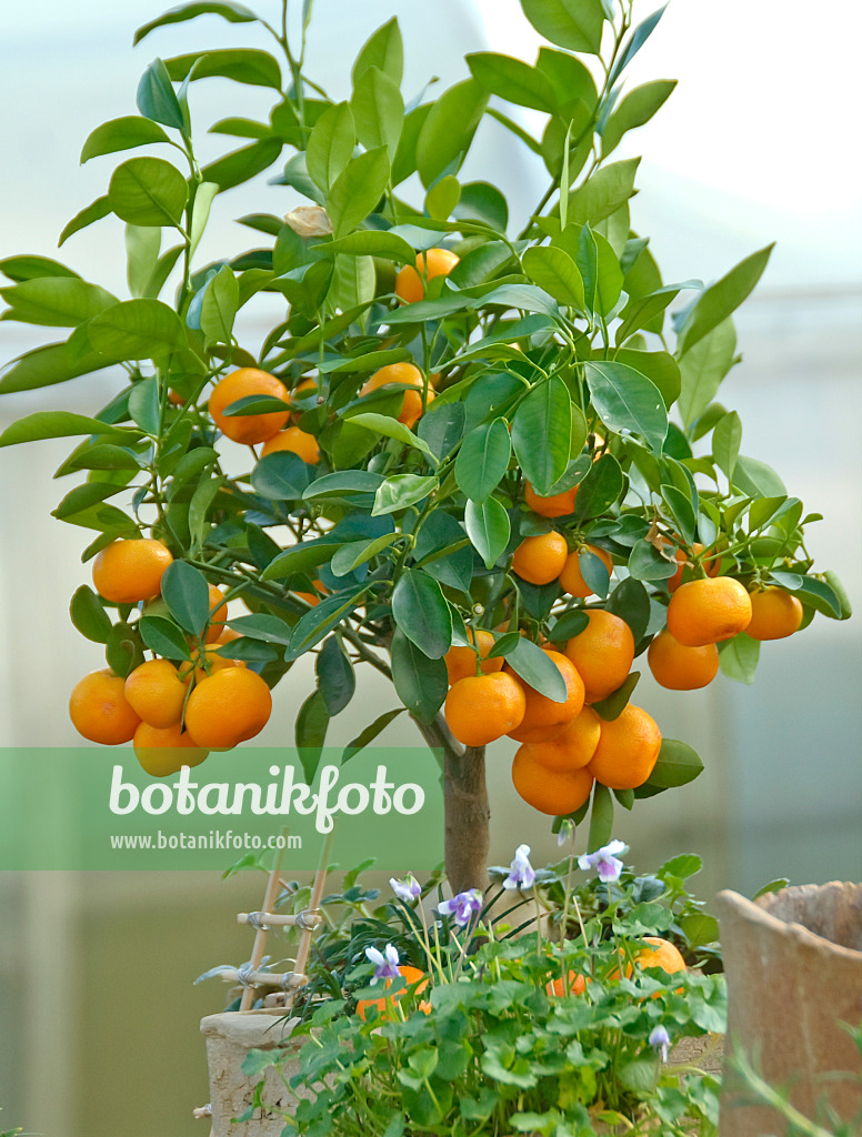 502458 - Calamondin (Citrofortunella microcarpa syn. Citrus aurantifolia x Fortunella margarita)