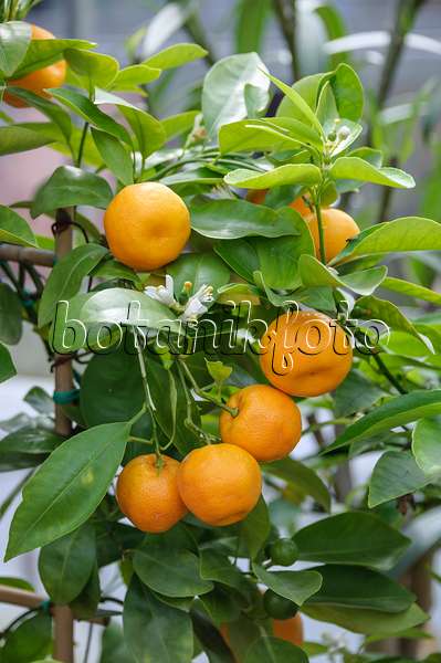 535380 - Calamondin (Citrofortunella microcarpa syn. Citrus aurantifolia x Fortunella margarita)