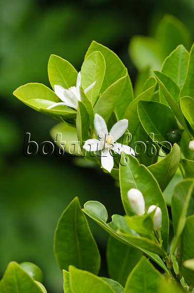 536011 - Calamondin (Citrofortunella microcarpa syn. Citrus aurantifolia x Fortunella margarita)