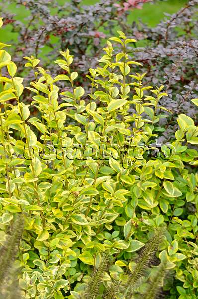 572044 - California privet (Ligustrum ovalifolium 'Aureum')