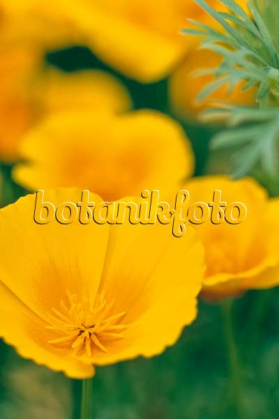 367066 - Californian poppy (Eschscholzia californica)