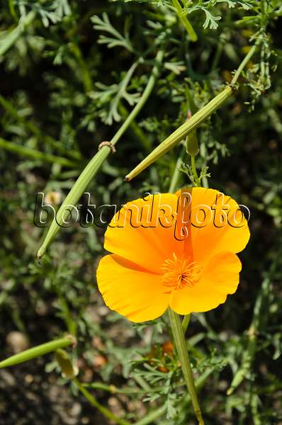 498037 - Californian poppy (Eschscholzia californica)