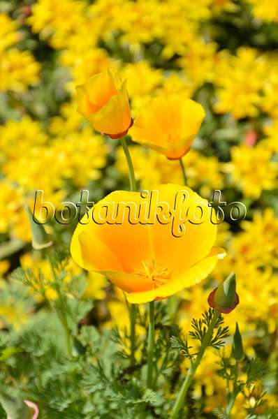 508182 - Californian poppy (Eschscholzia californica)
