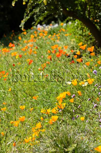 508413 - Californian poppy (Eschscholzia californica)