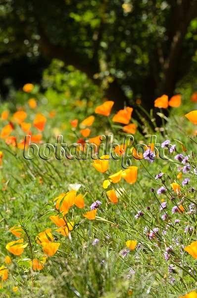 508414 - Californian poppy (Eschscholzia californica)