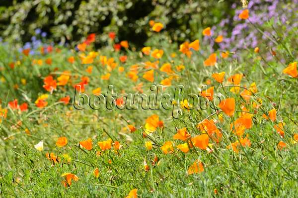 508415 - Californian poppy (Eschscholzia californica)